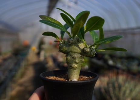 パキポディウムラメレイ台　恵比寿笑い接木　Pachypodium brevicaule