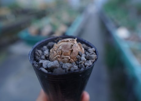 亀甲竜　Dioscorea elephantipes　No.5