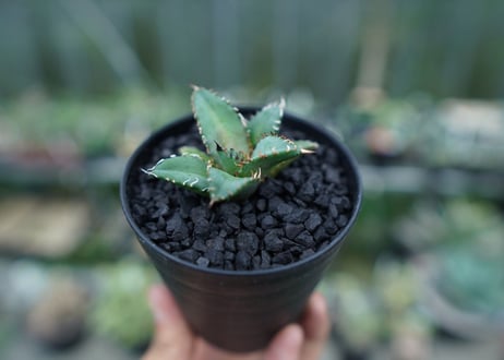 アガベ　チタノタ　FO-76　Agave titanota  FO-76　No.5