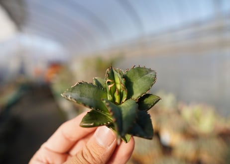 agave titanota ソーラーエクリプス　 NO.5
