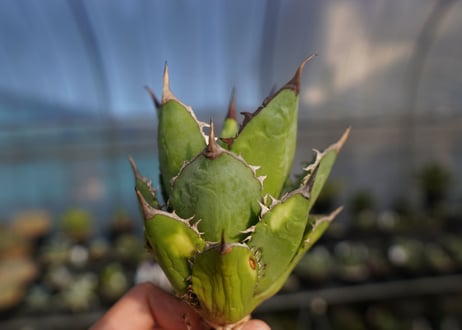 ×agave titanota 剣竜　No.6