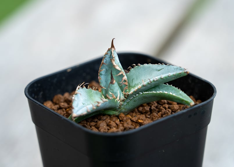 アガベ　ライオンズメーン アガベ チタノタ ライオンズメーン メイン Agave titanota