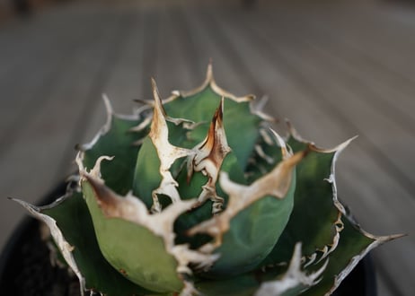 アガベ　チタノタ　FO-76　Agave titanota ”FO-76"　No.1