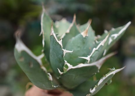 Agave titanota 白鯨 C NO.1