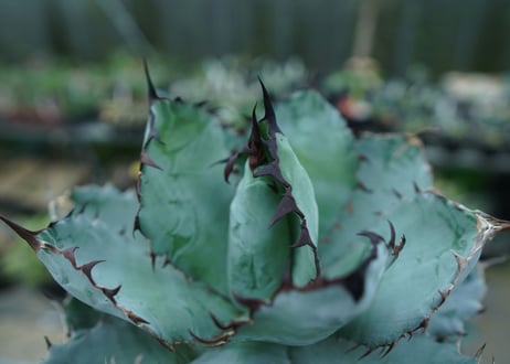 アガベ　チタノタ　 ブラックアンドブルー 　Agave titanota black and blue　No.1