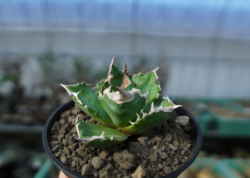 アガベ チタノタ ホワイトファイヤー agave titanota white fire