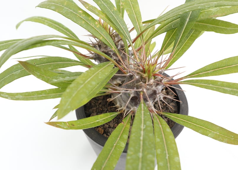 パキポディウム・フィフェレネンセ 楽天市場】多肉植物 caパキポディウム フィフェレネンセ 多肉