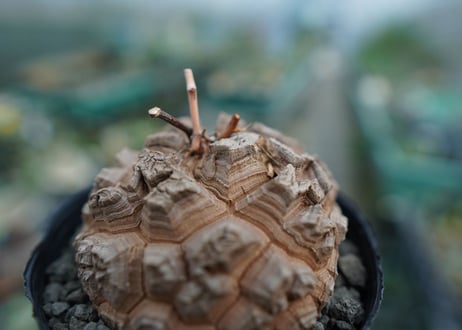 【長谷川園芸産】亀甲竜　Dioscorea elephantipes　No.5