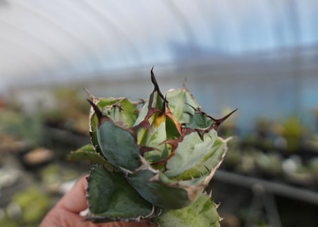 agave titanota ブラック＆ブルー　No.2