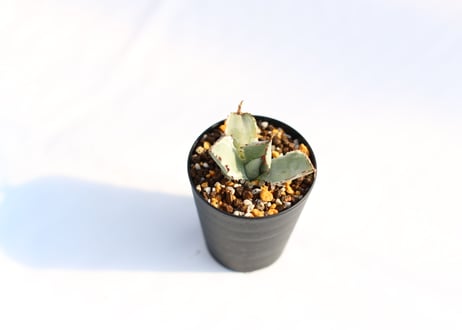 Agave 兜蟹錦 　№６