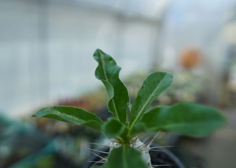 パキポディウム　サンデルシー　Pachypodeium saundersii  No.9