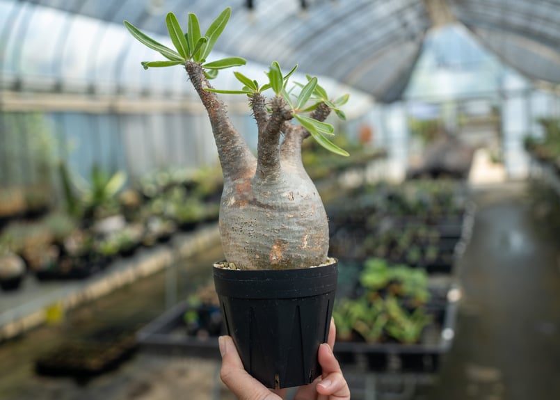 パキポディウム グラキリス No.16 | mana's farm:塊根植物・アガベ