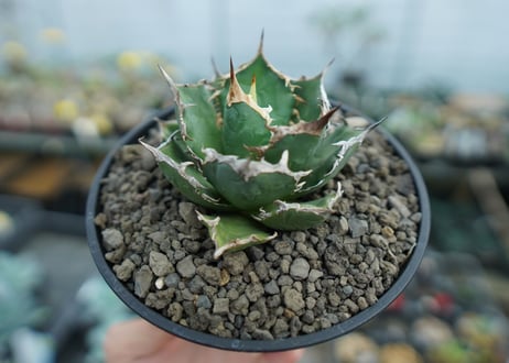 アガベ　チタノタ　 FO-76 　Agave titanota FO-76  No.1