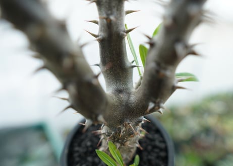 パキポディウム　デンシフローラム　Pachypodium densiflorum　No.6