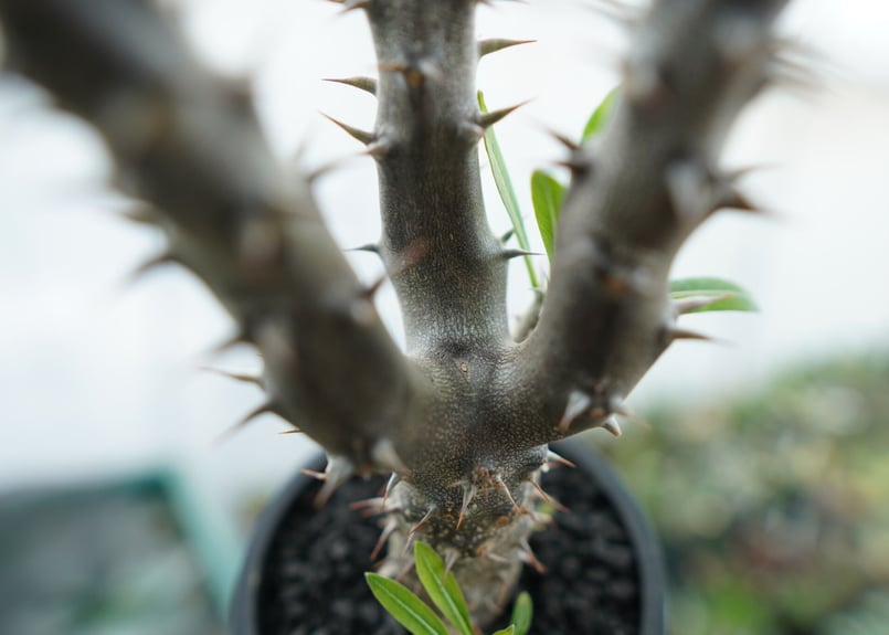 パキポディウム デンシフローラム Pachypodium densiflorum No.6