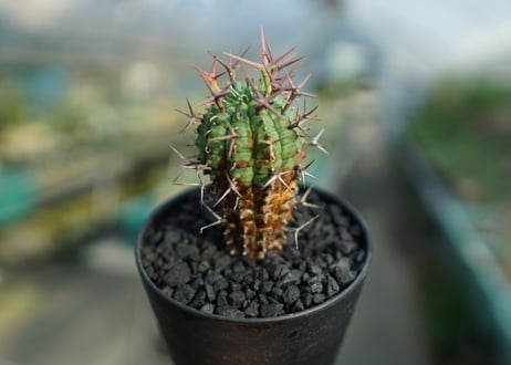 ユーフォルビア　群星冠　Euphorbia stellispina  No.1