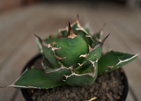 アガベ　チタノタ　FO-76　Agave titanota ”FO-76"