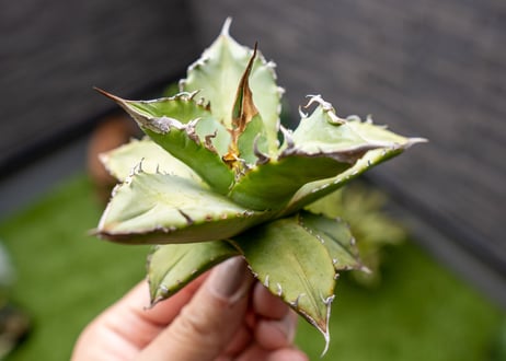 Agave Sowing seeds NO.5