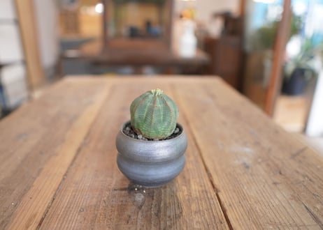 ユーフォルビア　オベサ　Euphorbia obesa
