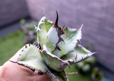 Agave B&B C NO.3