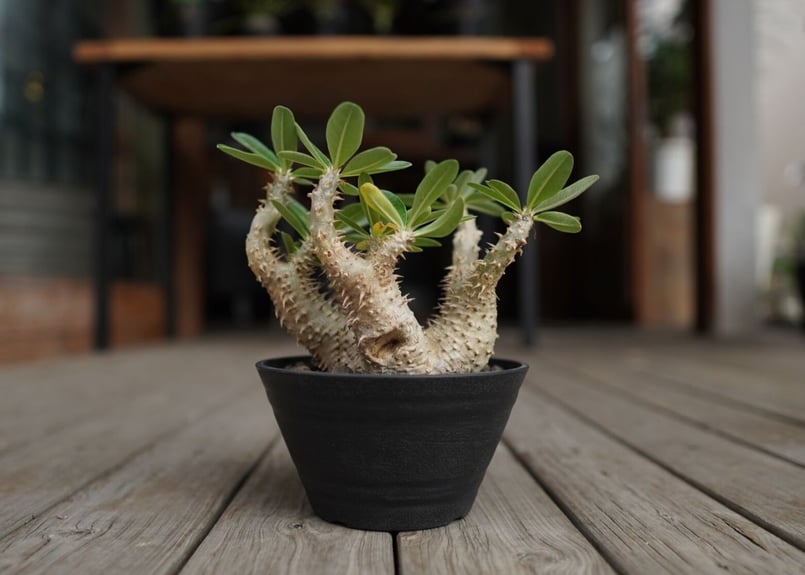 パキポディウム　デンシフローラム パキポディウム デンシフローラム 発根済 (ds-001km) 鉢：Kuniaki Mats