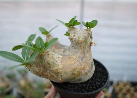 パキポディウム　エブレネウム　Pachypodium eburneum　No.1