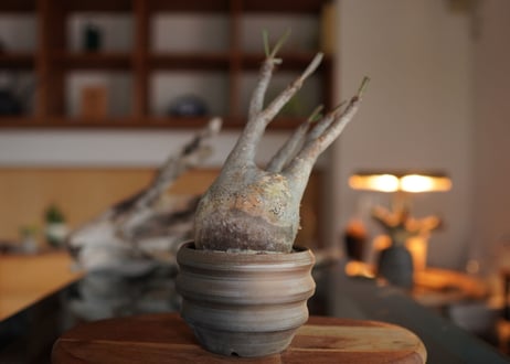 パキポディウム　グラキリス　 Pachypodium Gracilius