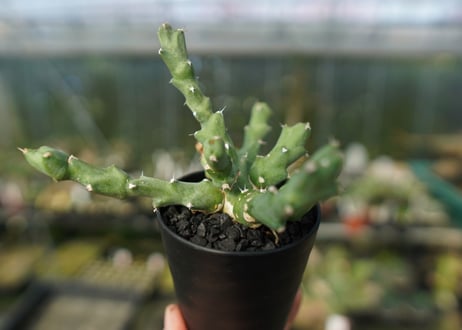 ユーフォルビア クリビコラ　Euphorbia clivicola