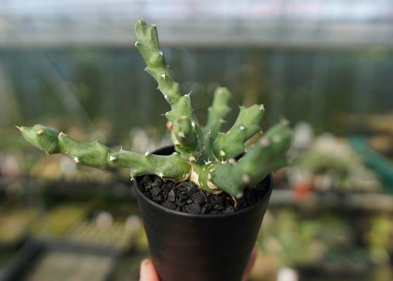 ユーフォルビア クリビコラ Euphorbia clivicola | mana's farm