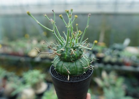 ユーフォルビア　バリダ　Euphorbia valida　No.9