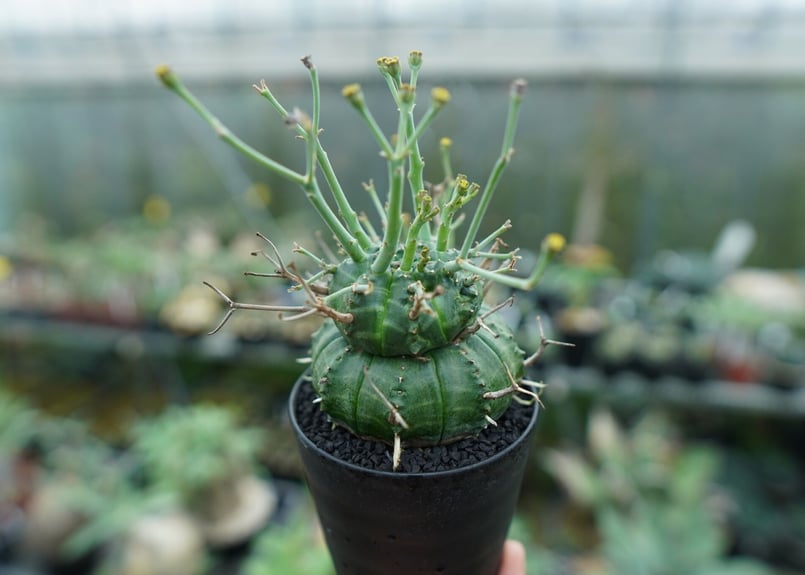 ユーフォルビア バリダ Euphorbia valida No.9 | mana's farm