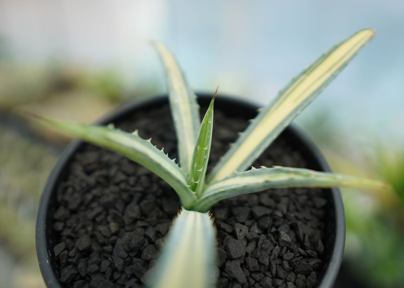 アガベ マクロアカンサ錦 Agave macroacantha variegata NO.1