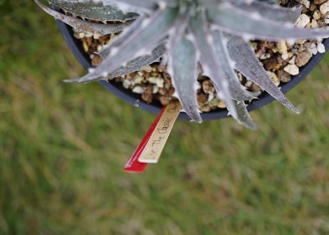 Dyckia Classic One
