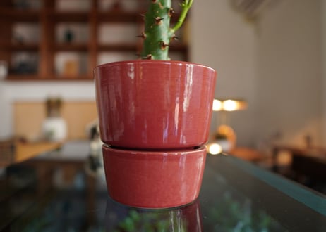 ユーフォルビア  ラクテア  マハラジャ  Euphorbia lactea  f.cristata