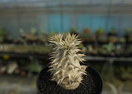 パキポディウム　恵比寿大黒　Pachypodium Densicaule