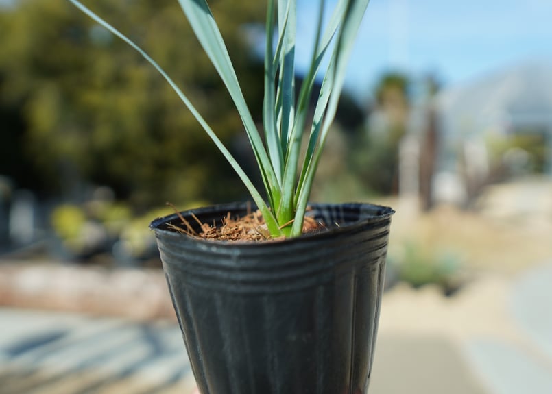 ユッカ ロストラータ No.1 | mana's farm:塊根植物・アガベ ユッカ ロストラータ No.1 | mana's farm:塊根植物・アガベ