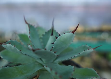 アガベ　吉祥冠　Agave potatorum No.1