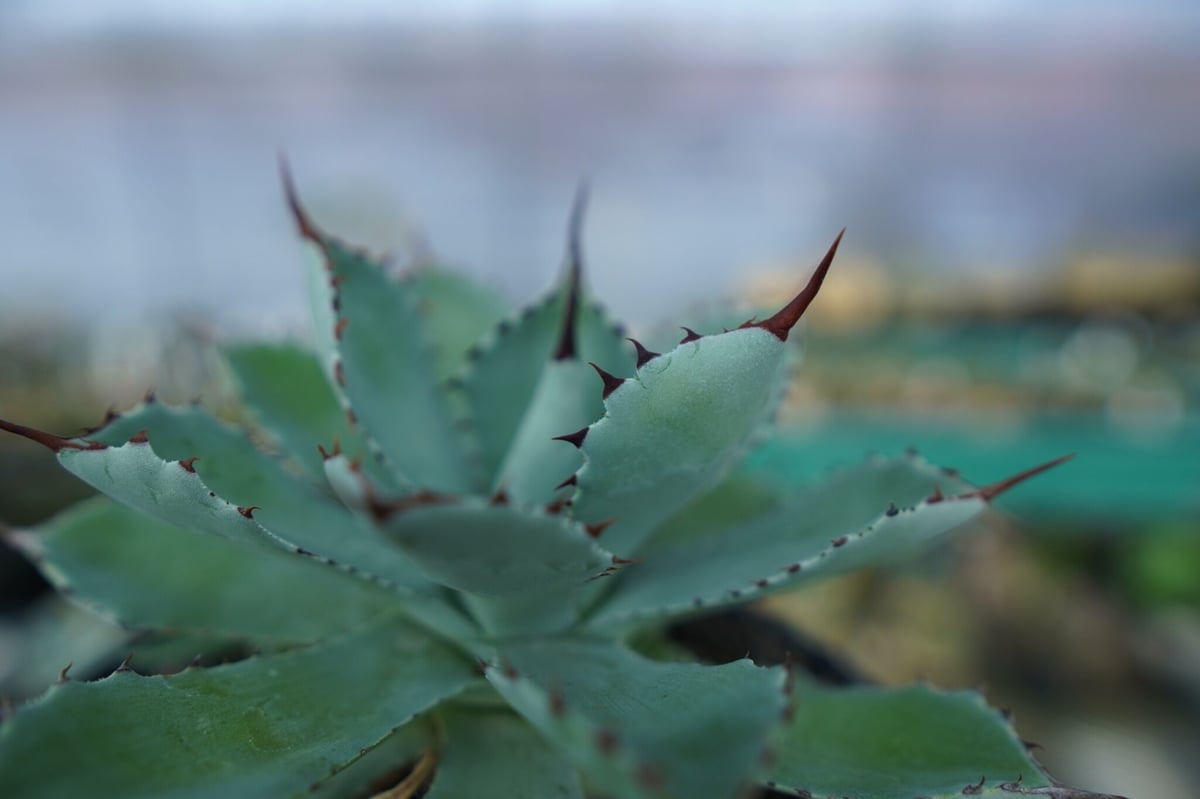 アガベ 吉祥冠 Agave potatorum No.1 | mana's farm:塊根植物