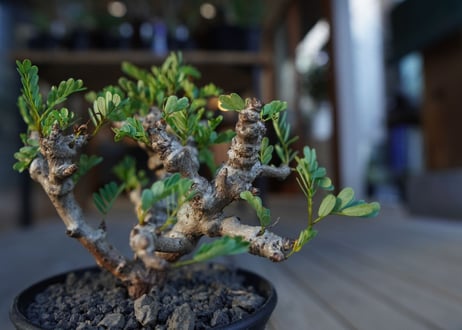 センナ　メリディオナリス　Senna meridionalis