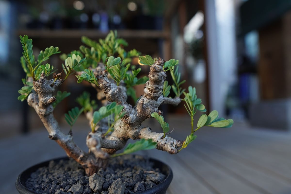 センナ　メリデオナリス センナ メリディオナリス Senna meridionalis | mana's farm:塊