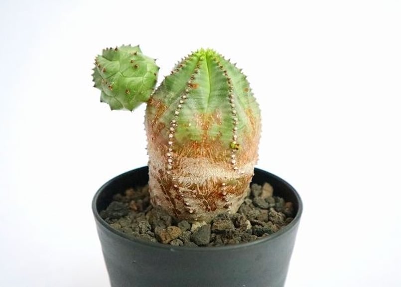 宮下将太 海溝 cylinder pot × ユーフォルビア オベサ 梵天 ユーフォルビア オベサ梵天 – MOLLIS