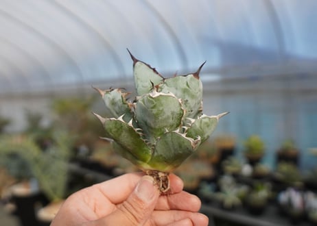 agave titanota ブラック＆ブルー　No.6