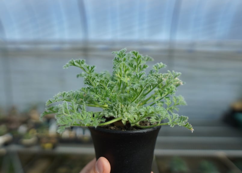 ペラルゴニウム アッペンディクラツム Pelargonium appendiculatum C