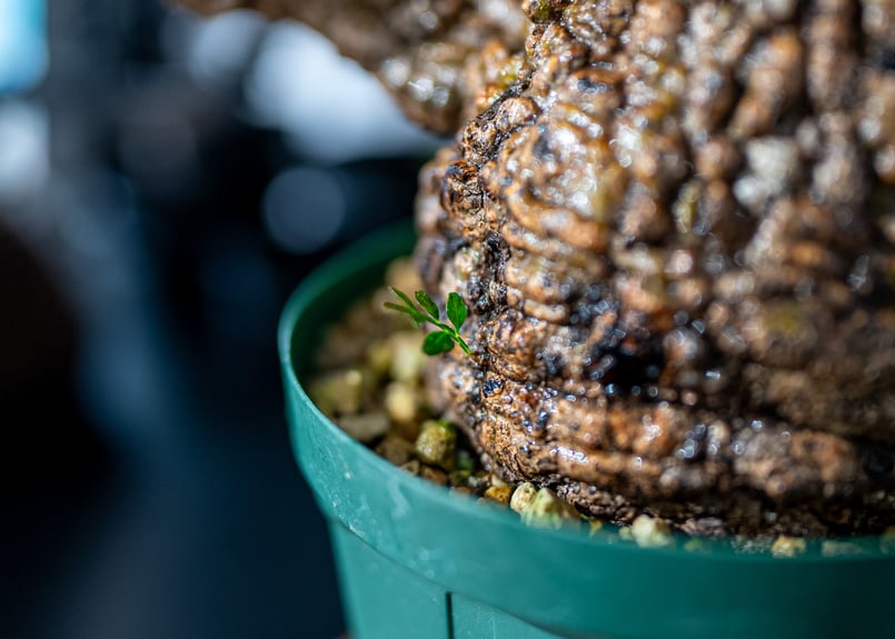 オペルクリカリア パキプス Operculicarya pachypus No.1 | man