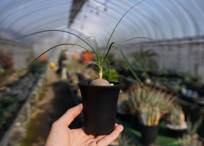ボーカルネア グラキリス Beaucarnea gracilis | mana's farm: