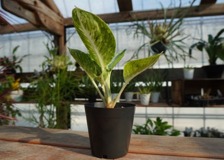 アグラオネマ　カンクン　Aglaonema “Kankun”