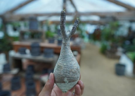 【抜き苗】パキポディウム　グラキリス　 Pachypodium Gracilius  No.8