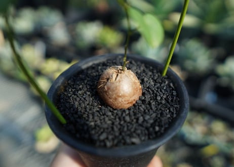 亀甲竜　Dioscorea elephantipes No.6