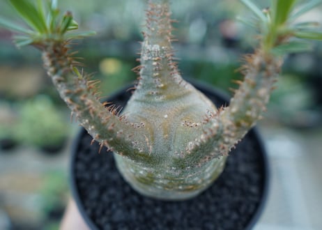 パキポディウム　グラキリス　 Pachypodium Gracilius  No.3