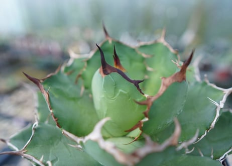 アガベ　チタノタ　FO-76　agave titanota  FO-76 No.1